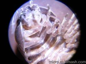 P00506_N