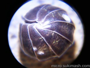 P00521_N
